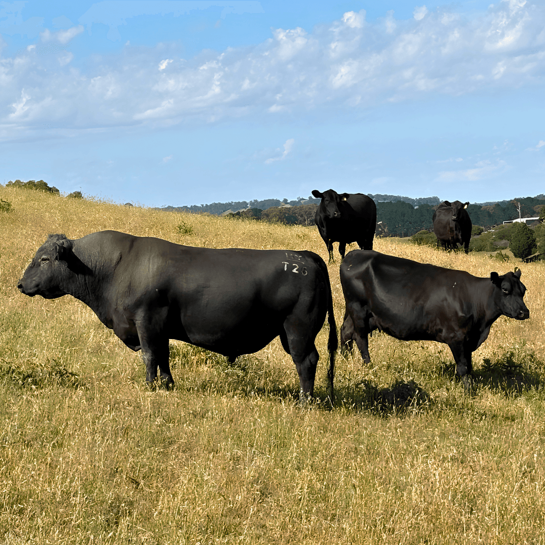 Ruminati COO Will Onus will attend the Meat Executive Program in Geelong